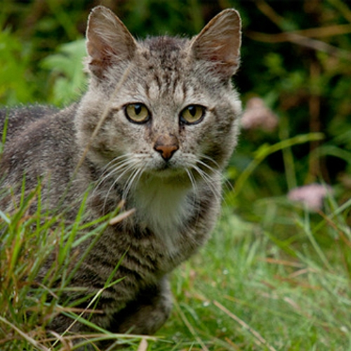 Katten moeten binnen blijven, volgens het Europees natuurbeschermingsrecht