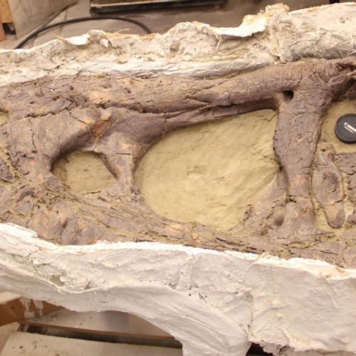 Tyranossaurusskelet ingehaald in Leiden