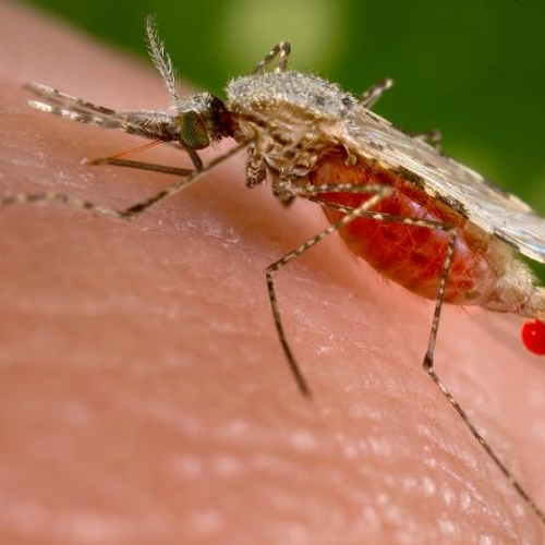 Doorbraak in malariabestrijding met geurval voor muggen