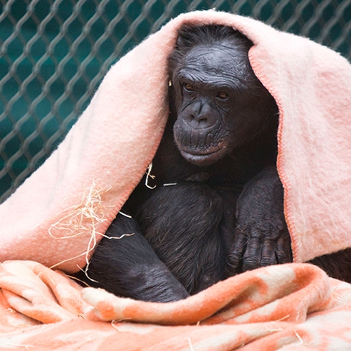 Honderden dekens voor chimpansees