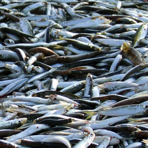 Illegale visserij schaadt ecosystemen en lokale economieën