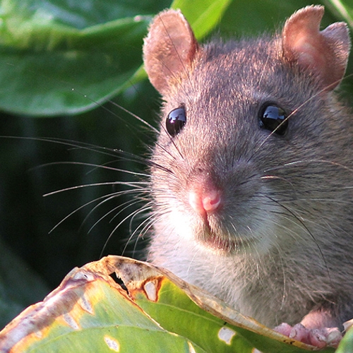 Ratten met besmettelijk seoulvirus gevonden