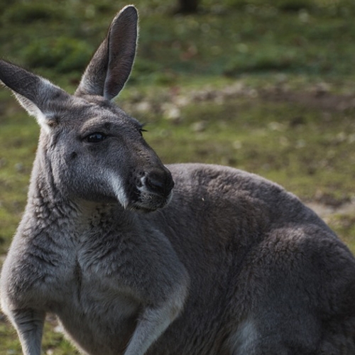 Kritiek op de kangoeroejacht