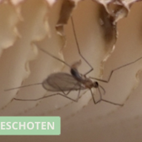 Mug legt eitjes in paddenstoel