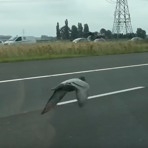 Dieren laten zich steeds vaker zien bij snelwegen