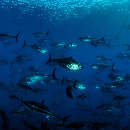 WNF onderzoekt terugkomst tonijn in Noordzee