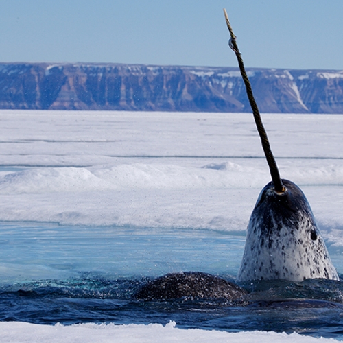 Petitie: bescherm de zeezoogdieren van de Noordpool tegen herrie