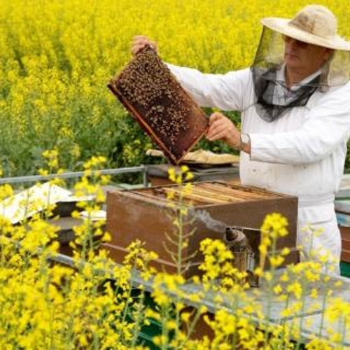 Minder imkers in EU houden meer bijen