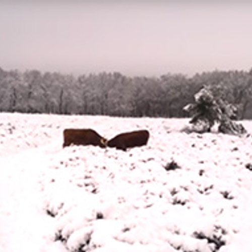 Vechtende stieren in de sneeuw