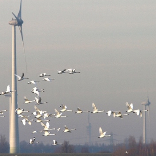 Nature’s heroes 2018 schiet kleine zwaan te hulp