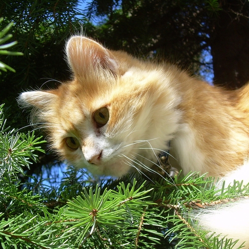 Petitie tegen het fokken van designer cats aangeboden aan Tweede Kamer