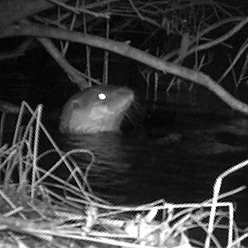 Otter in het Naardermeer