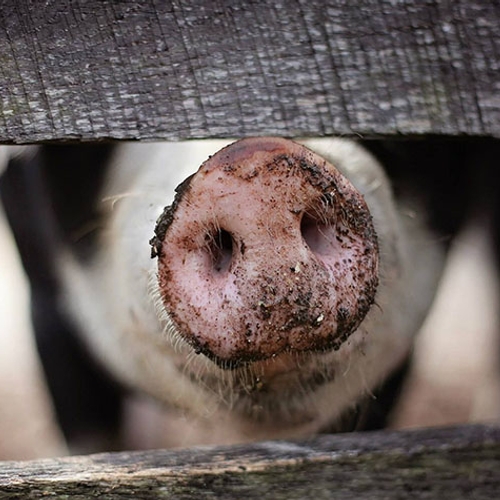 Acht miljoen varkens krijgen schonere lucht