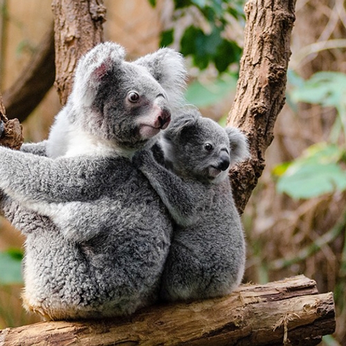 New South Wales: 30% koala’s in deelstaat dood door brand