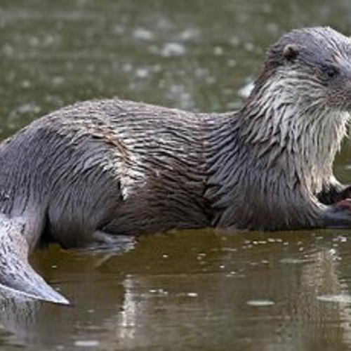 Nieuwkoopse otters krijgen geen tunnels