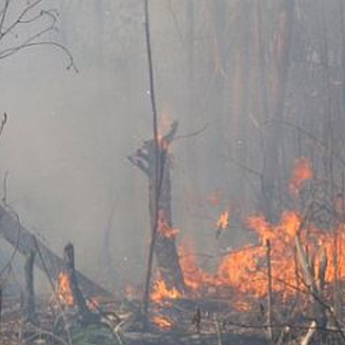 Bosbranden Indonesië kosten 100.000 levens