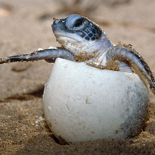 Afbeelding van Afgravingen bedreigen zeeschildpadden in Suriname