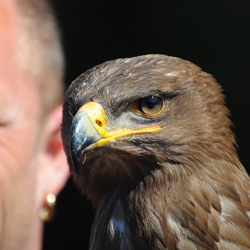 Geen shows meer met roofvogels en uilen in Antwerpen