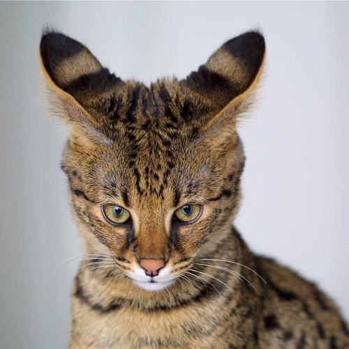 Zoektocht naar wilde savannah-kat in Haarlem