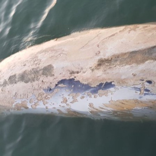 Weer walvis aangespoeld in Zeeland