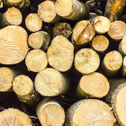 Natuurmonumenten gaat minder bomen kappen