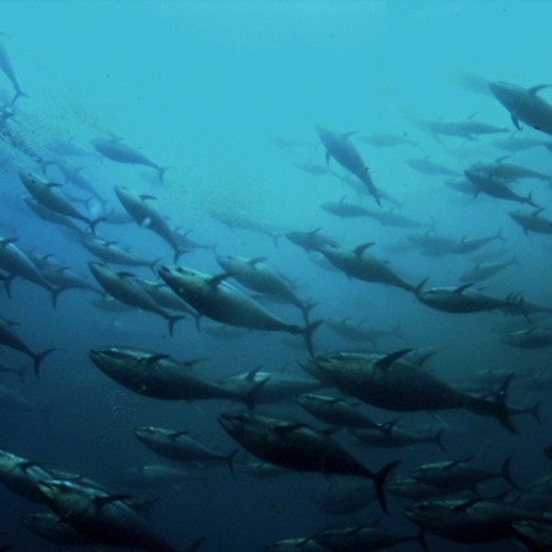 Tonijn-multinational gaat schadelijke visserij verminderen