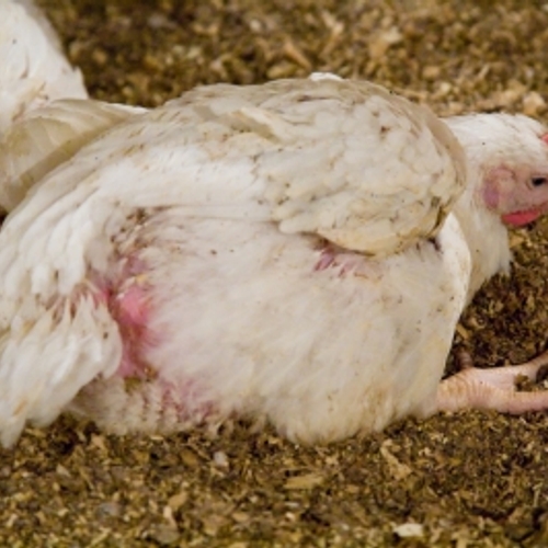 Europees Parlement wil kippenleed tegen gaan