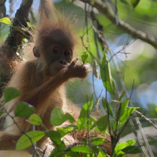 Nieuwe mensaapsoort ontdekt: de Tapanuli orang-oetan (video)