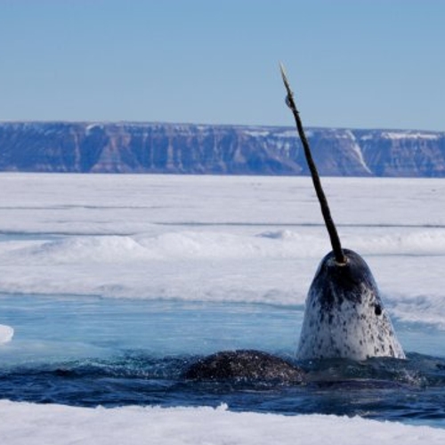 Shell geeft olievergunningen in Noordpoolgebied op