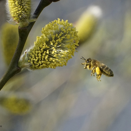 Zieke bijen worden geruimd in Drenthe