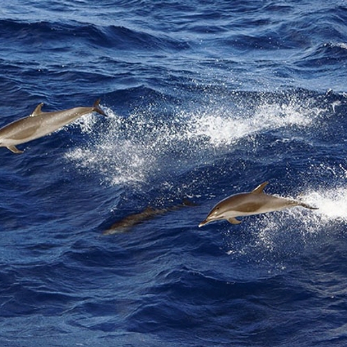 Japan weer gestart met dolfijnjacht