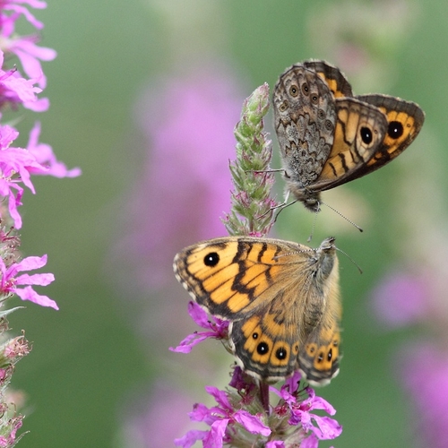 Reddingsplan voor boerenlandvlinders in Drenthe