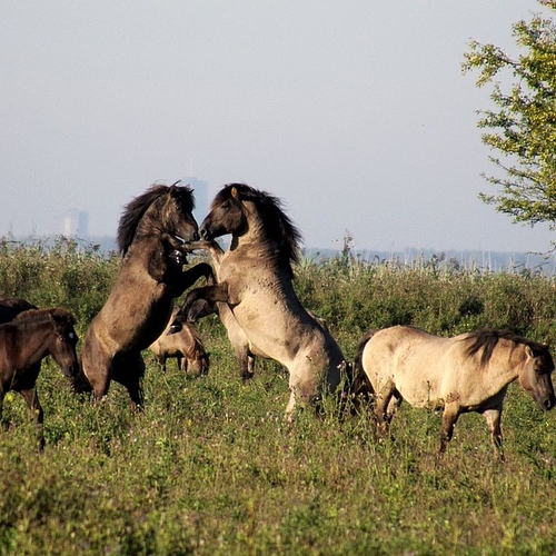 Paarden Oostvaardersplassen in Wit-Rusland