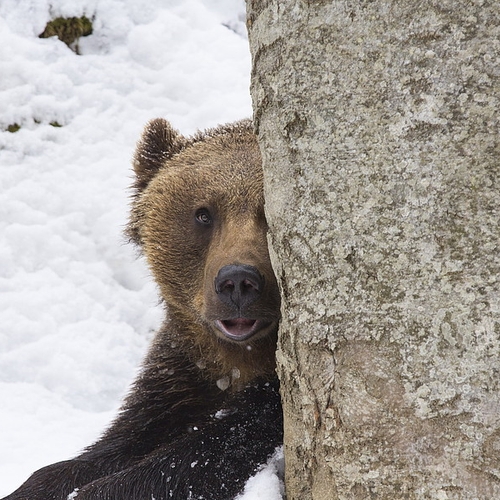 Rusland zoekt dierenbeulen die beer doodreden