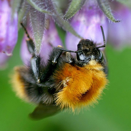 Europees onderzoeksbureau bevestigt: pesticiden bedreigend voor bijen