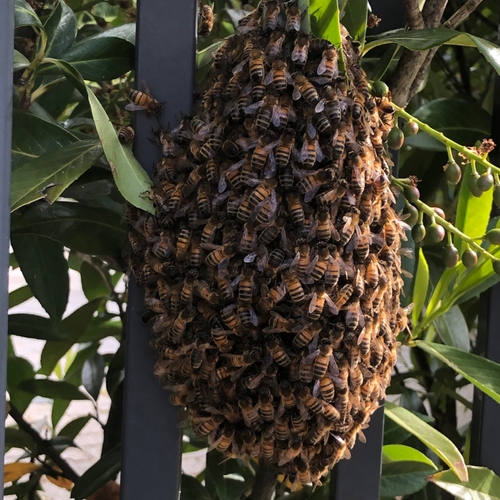 Zwermende bijen