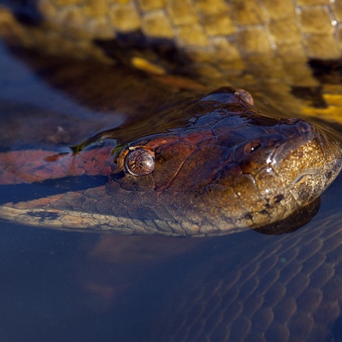 Afbeelding van Maagdelijke voortplanting van een Anaconda