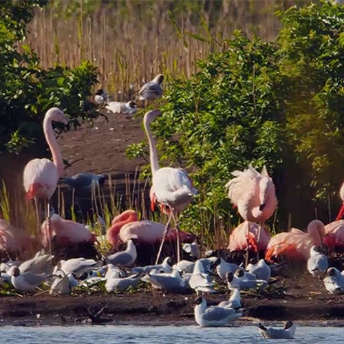 Flamingo's en kokmeeuwen net over de grens