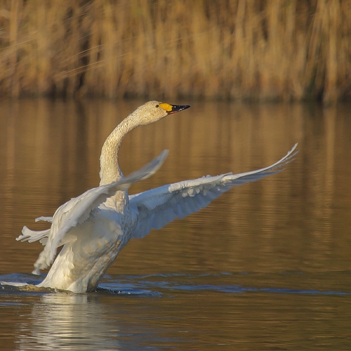 Flight of the swans
