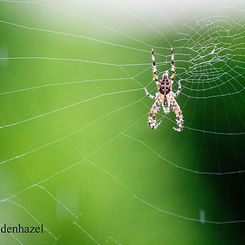 Uitslag spinnentelling: herfstspin verdwijnt uit onze tuinen
