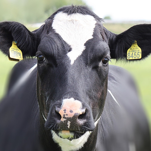 Wakker Dier: nieuwe wet jaagt koe uit de wei