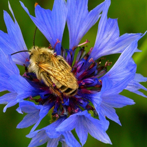 Wilde bijen in de zomer