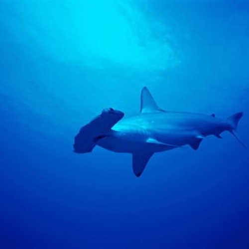 WNF koopt haaienvisvergunning Groot Barrièrerif