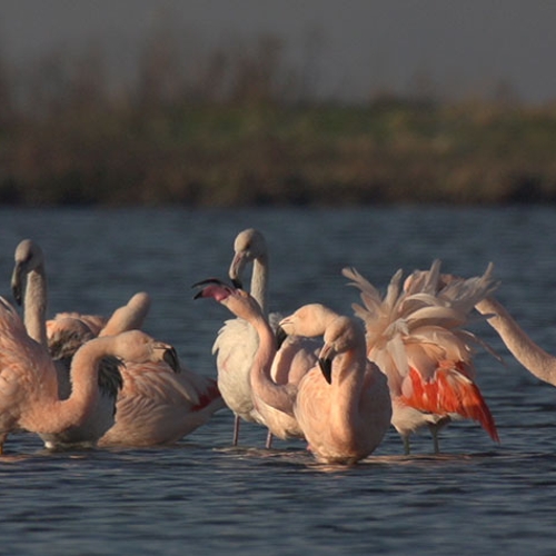 Flamingo's op het Grevelingenmeer