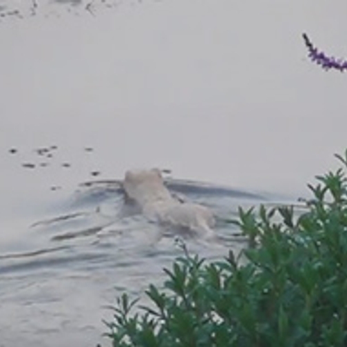 Wit zoogdier zwemt voorbij