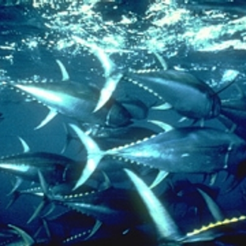 Greenpeace: bijna alle tonijn in blik fout