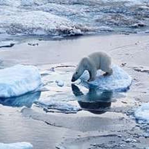 Afbeelding van IJsberen belagen meteorologen in poolgebied