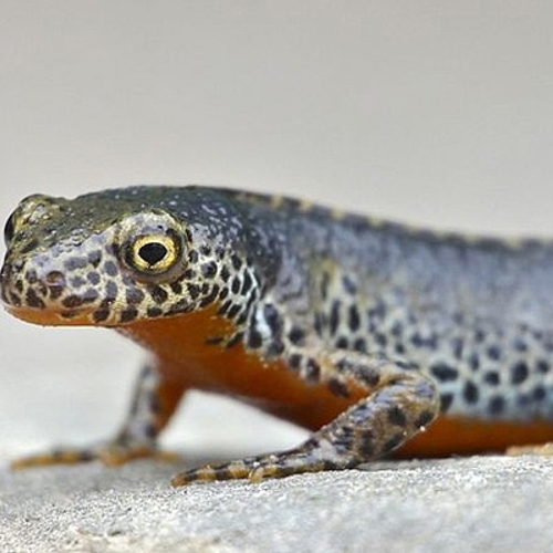 Vier soorten watersalamanders