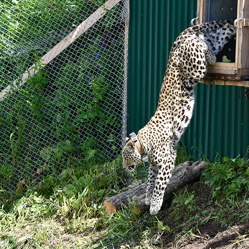 Perzisch luipaard terug in Rusland