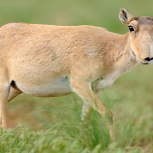 Epidemie treft zeldzame saiga-antilopen in Mongolië
